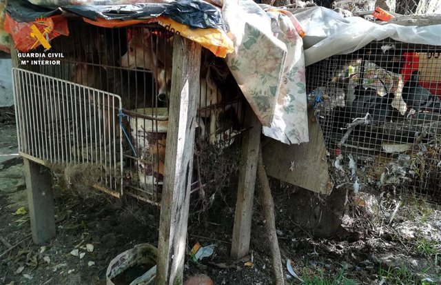 Perros en el núcleo zoológico ilegal desmantelado por el Seprona