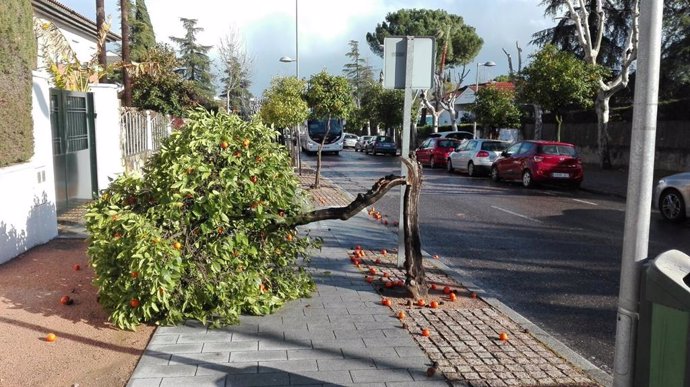Efectos del temporal de viento con caída de árboles