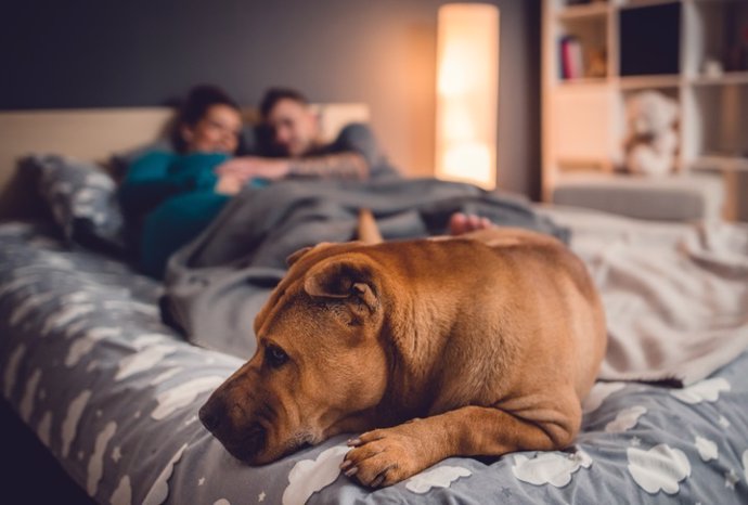 Pareja que duerme  que comparte su cama con el perro.