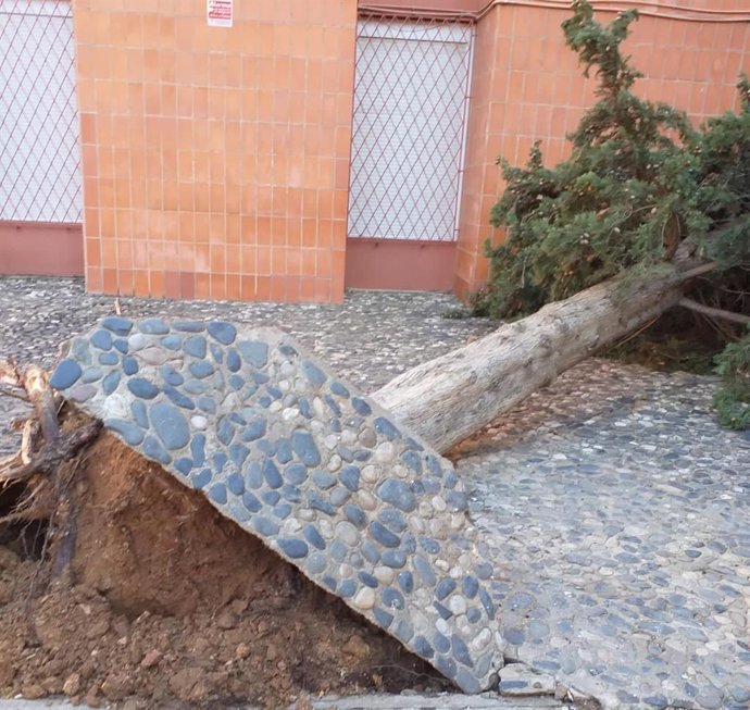 Un árbol caído en Reus (Tarragona) a causa de los fuertes vientos