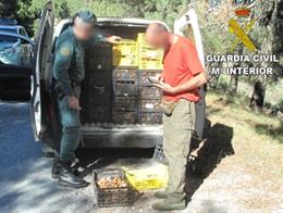 Almería.- Sucesos.- Intervenidos 50 kilos de 'rebollones' en Sierro y denunciada