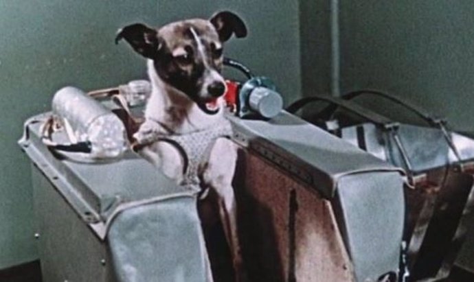 La perra Laika se convirtió hace 62 años en el primer ser vivo espacial
