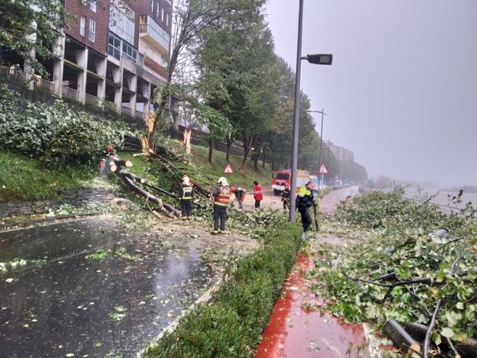 Retirada de árboles caídos por el temporal en Irun
