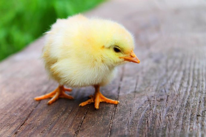 Crías de ave saben antes de nacer cómo evitar a los depredadores