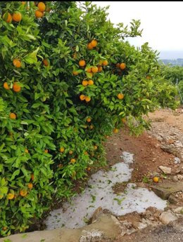 Unión de Uniones denuncia que los salarios de agricultores y ganaderos son un 35% inferiores a la media