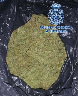 Cogollos de marihuana hallados en un trastero de la zona norte de Granada capital