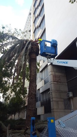 Tratamiento en una palmera contra la plaga del picudo rojo.