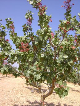 Cultivo de pistacho.