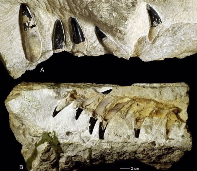 Restos de un monstruo marino de 150 millones de años aparecen en Polonia