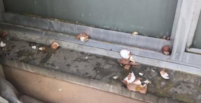 Acto vandálico en la sede de Vox Palma