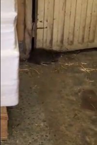 Sindicatos alertan de "enormes" ratas y del "estado lamentable" de las caballerizas de Policía Nacional en Casa de Campo