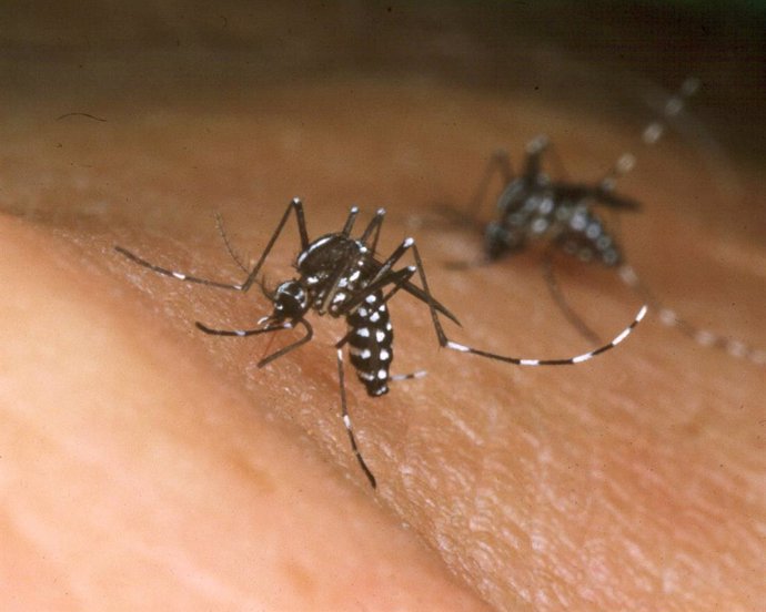 Mosquitos transmisores del dengue. 