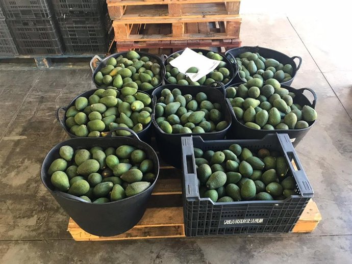 Aguacates recuperados por la Guardia Civil