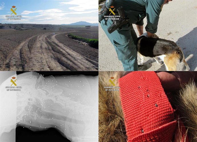 Imagen del lugar de la agresión y de uno de los perros agredidos