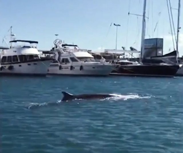 Avistan una ballena de unos 12 metros en La Marina de València