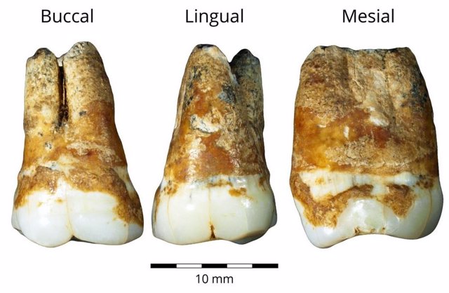 Restos dentales de 38.000 años usados en el estudio