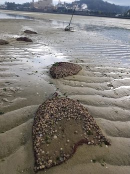 Almeja furtiva decomisada en Lourizán (Pontevedra)