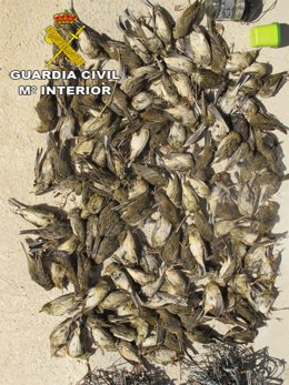 Aves muertas localizadas por la Guardia Civil