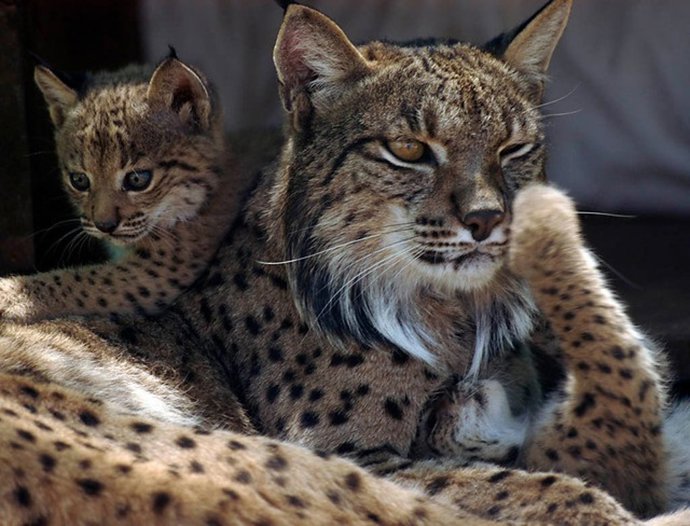 Lince ibérico.