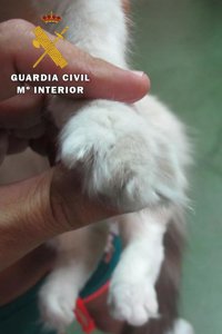 Investigada una vecina de La Guardia (Jaén) acusada de amputar las garras y las falanges a sus dos gatos