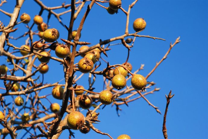 Imagen de la especie arbórea del piruétano, también conocido como peral ibérico.
