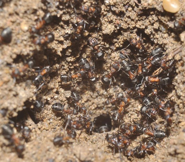 Hormigas Formica polyctena