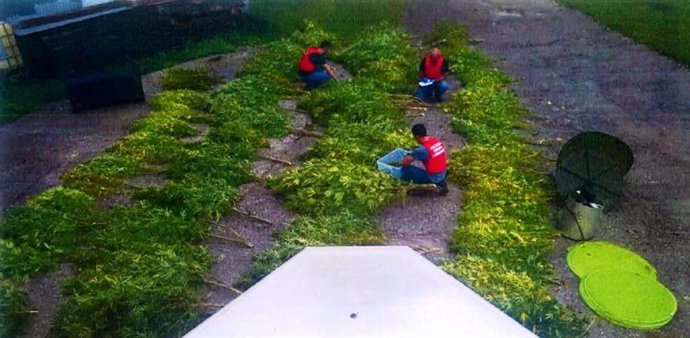 Plantas de marihuana localizadas por la Policía Foral en un caserío de Lesaka