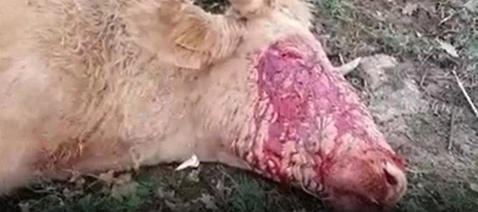 Imagen de una res muerta por el ataque de unos buitres.