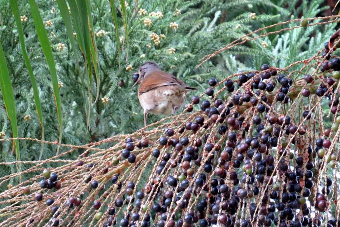 Los zorzales y otras aves medianas son cruciales para la conservación del palmit