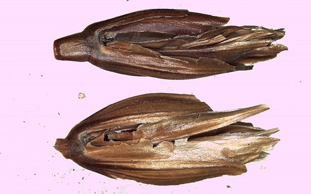 Muestra excavada hace 95 años de trigo del faraón