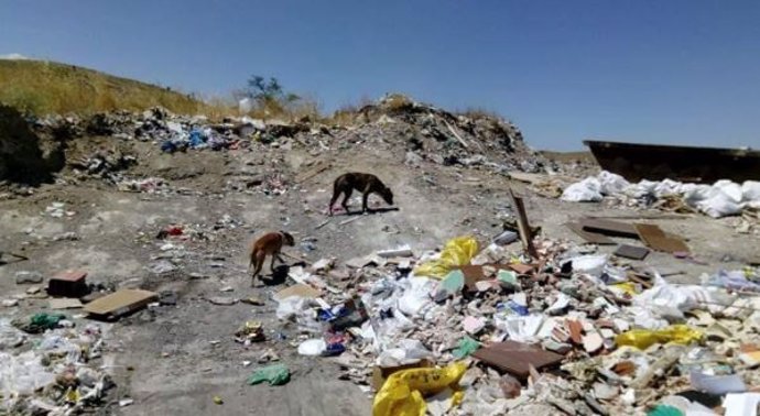 Perros moredean entre la basura de la Cañada Real Galiana
