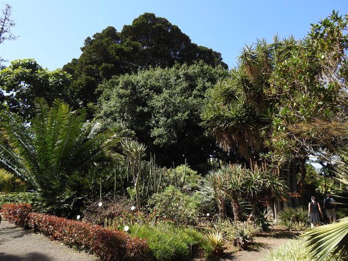 El Gobierno de Canarias destinará 300.000 euros al Jardín Botánico de Tenerife