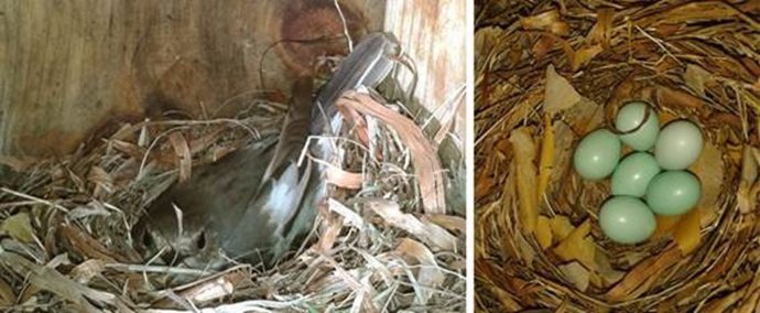 Hembra de papamoscas cerrojillo ('Ficedula hypoleuca') y una puesta