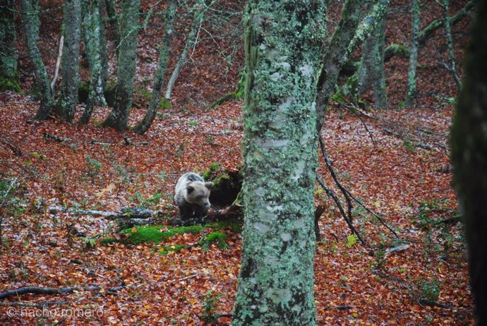 La osezna Saba regresa a su hábitat natural en Asturias tras su rehabilitación en Cantabria