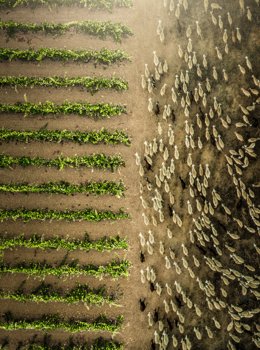 'Agropastoralismo en la viña' del jerezano Francisco Javier Domínguez gana el co