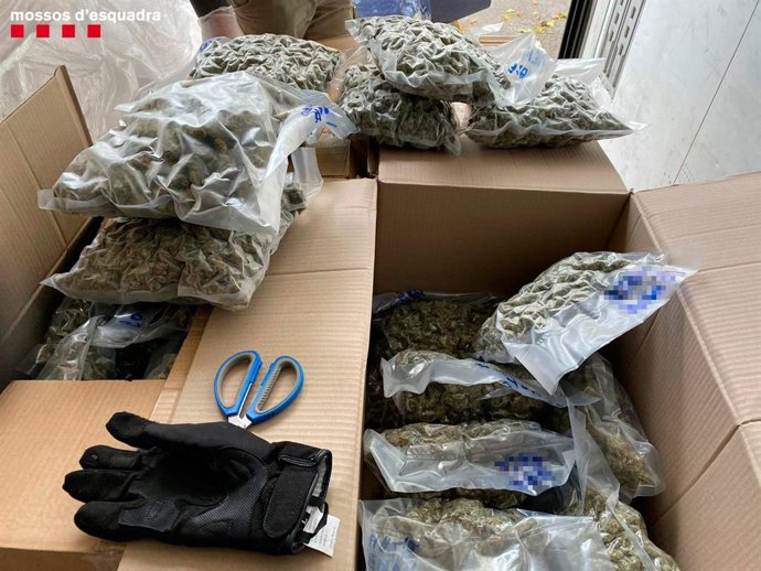 La marihuana que transportaba un hombre de 43 años detenido en Vilafranca del Peneds