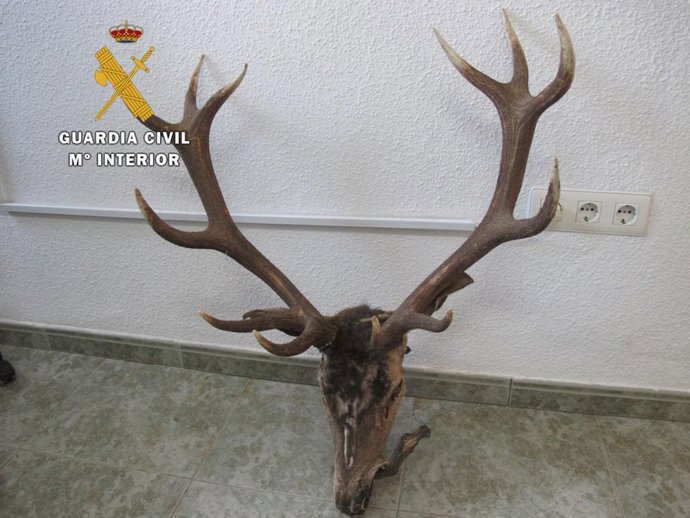 Trofeo de caza intervenido por la Guardia Civil