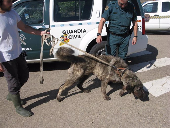 Perro de raza mastín de 18 meses localizado por la Guardia Civil