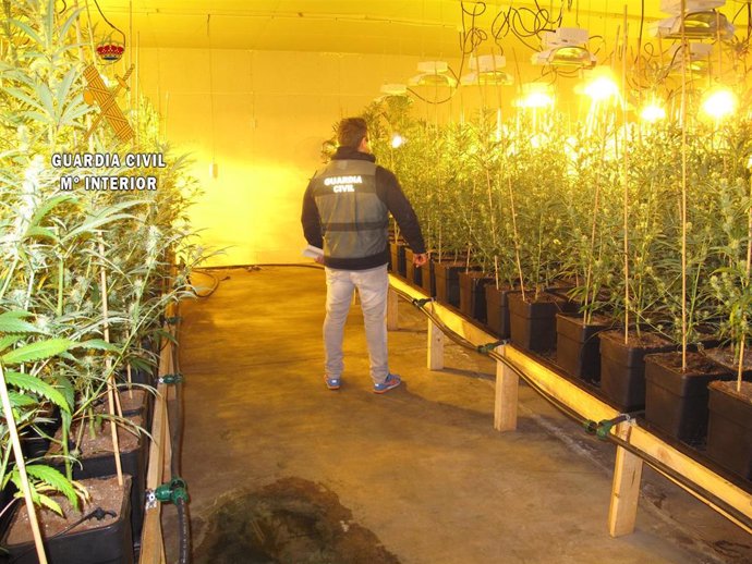 Plantación de marihuana desmantaleda en Menasalbas (Toledo)