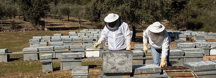 Dos apicultores trabajan en las colmenas
