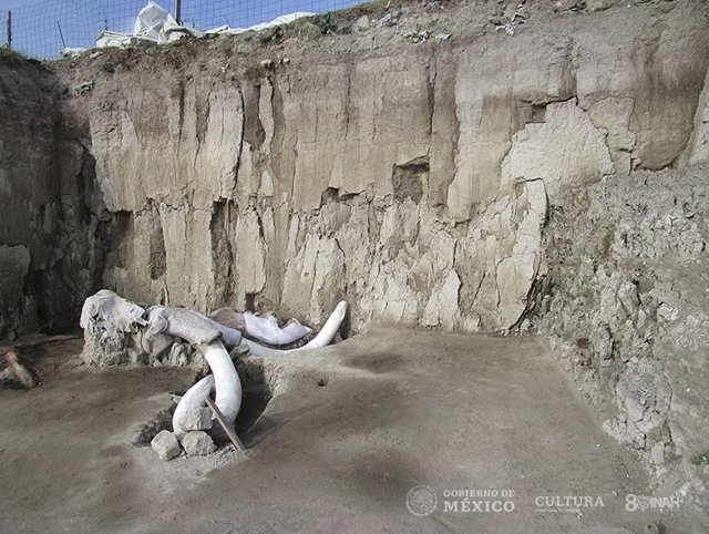 Excavación de trampas para mamuts