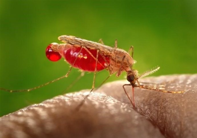 Mosquito Anopheles gambiae.