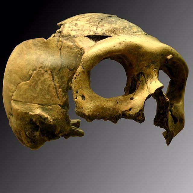 Cráneo neandertal