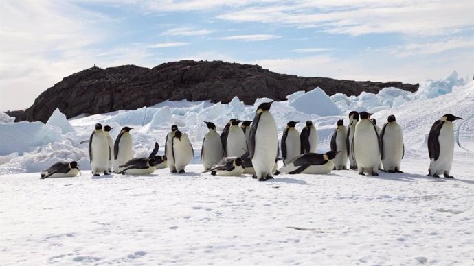 El pingüino emperador se encamina a la extinción por el calentamiento