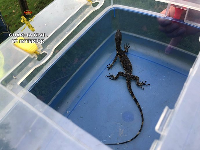 Imagen del laragrto asiático hallado en un contenedor de Bilbao