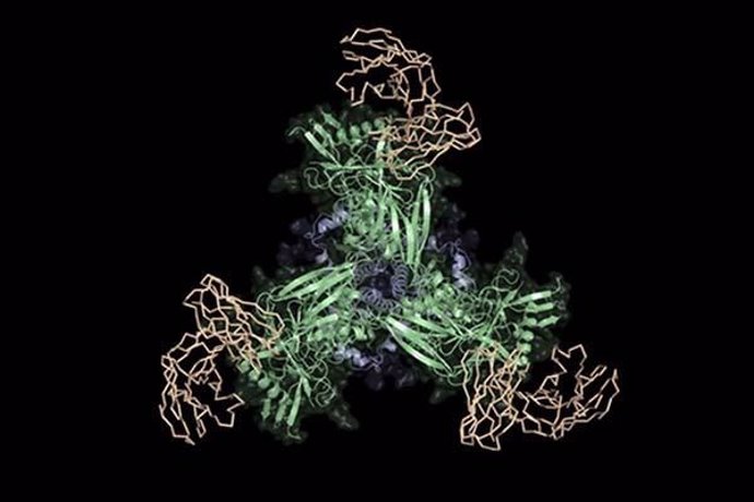 Os científicos de Scripps Research formaron parte de un equipo que diseñó y probó una nueva vacuna candidata (verde y azul) que se une a los precursores de anticuerpos ampliamente neutralizantes (bronceado) y promete ser la primera etapa de una vacuna c