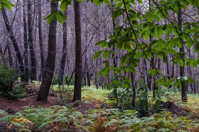Entorno natural de la Sierra de Gata