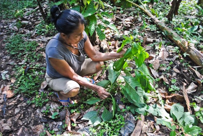 Una mujer kichwa muestra "lenchig" (Vernonanthura patens (Kunth) h. Rob., Familia Asteraceae) creciendo en su jardín. Una decocción de las hojas de esta planta se usa como analgésico.