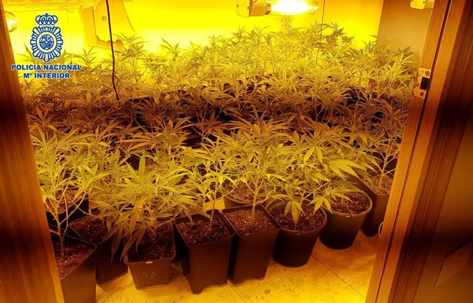 Marihuana en una vivienda de Almería