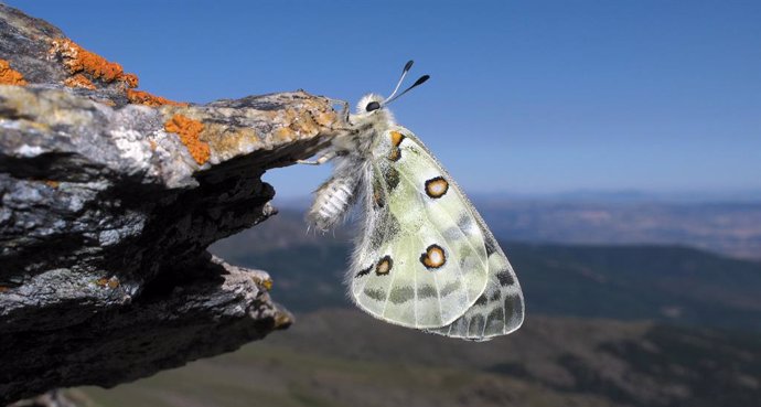 Granada.- Sierra Nevada utiliza las mariposas como indicadores de los efectos de